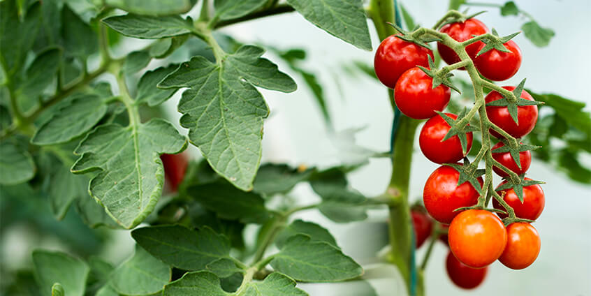 smart-greenhouse-solution-mauritius.jpg smart-greenhouse-solution-mauritius.jpg